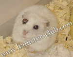 hamster glaucoma